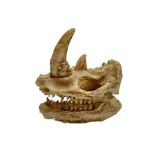 Decorazione per acquario Yani ornamento a forma di teschio per acquari decorazione per acquario in ambienti esotici size piccole.