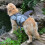 Float Pet Life Jacket Hundeschwimmweste Sicherheitsweste Schwimmtraining 5