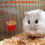 20Pcs Chickens Feeders for Cage, Plastic 3