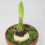 Amaryllis ELVAS. Spectacular double flowers. 36-38 Bulbs. 5