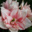 Amaryllis ELVAS. Spectacular double flowers. 36-38 Bulbs. 2