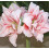 Amaryllis ELVAS. Spectacular double flowers. 36-38 Bulbs. 3