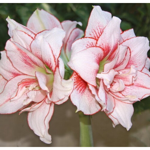 Amaryllis ELVAS. Spectacular double flowers. 36-38 Bulbs. 2