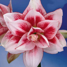 Amaryllis ELVAS. Spectacular double flowers. 36-38 Bulbs.