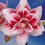 Amaryllis ELVAS. Spectacular double flowers. 36-38 Bulbs. 1