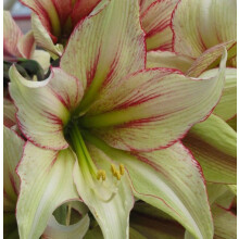 Amaryllis Magic Green. Shapely ivory petals. 36-38 Bulbs