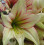 Amaryllis Magic Green. Shapely ivory petals. 36-38 Bulbs 1