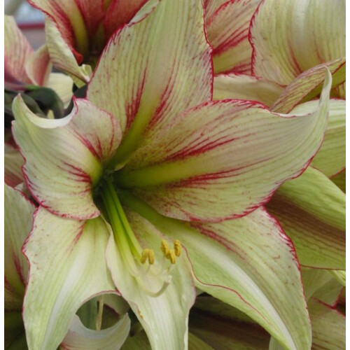 Amaryllis Magic Green. Shapely ivory petals. 36-38 Bulbs
