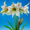 Amaryllis Magic Green. Shapely ivory petals. 36-38 Bulbs 2