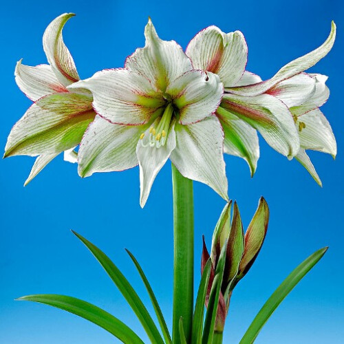 Amaryllis Magic Green. Shapely ivory petals. 36-38 Bulbs 1