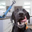 Three Sided Pet Toothbrush Dog Brush(2pcs- ) 2