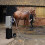 Draagbare Douche voor Paarden - Zwart 13