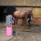 Draagbare Douche voor Paarden - Roze 13