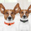 PEDONO Dog Training Collar USB Rechargeable Automatic Dog No Barking Collar Automatic Anti Bark Control Training Collar 9