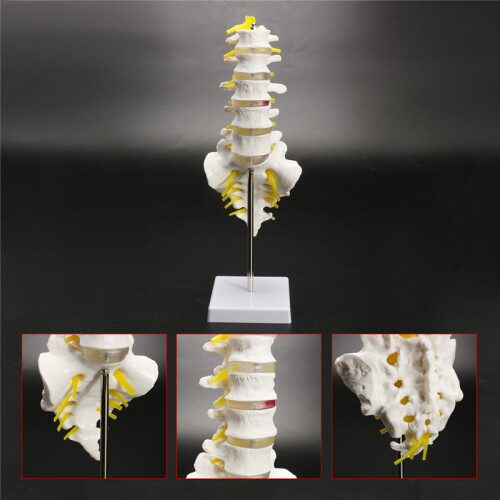 12''Life Size Chiropractic Human Anatomical Lumbar Vertebral Spine ...