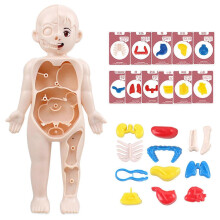 1 Set Interactive Human Body Model Kit 11 Analysis Cards Included Educational Diy Toy for Students Accessories