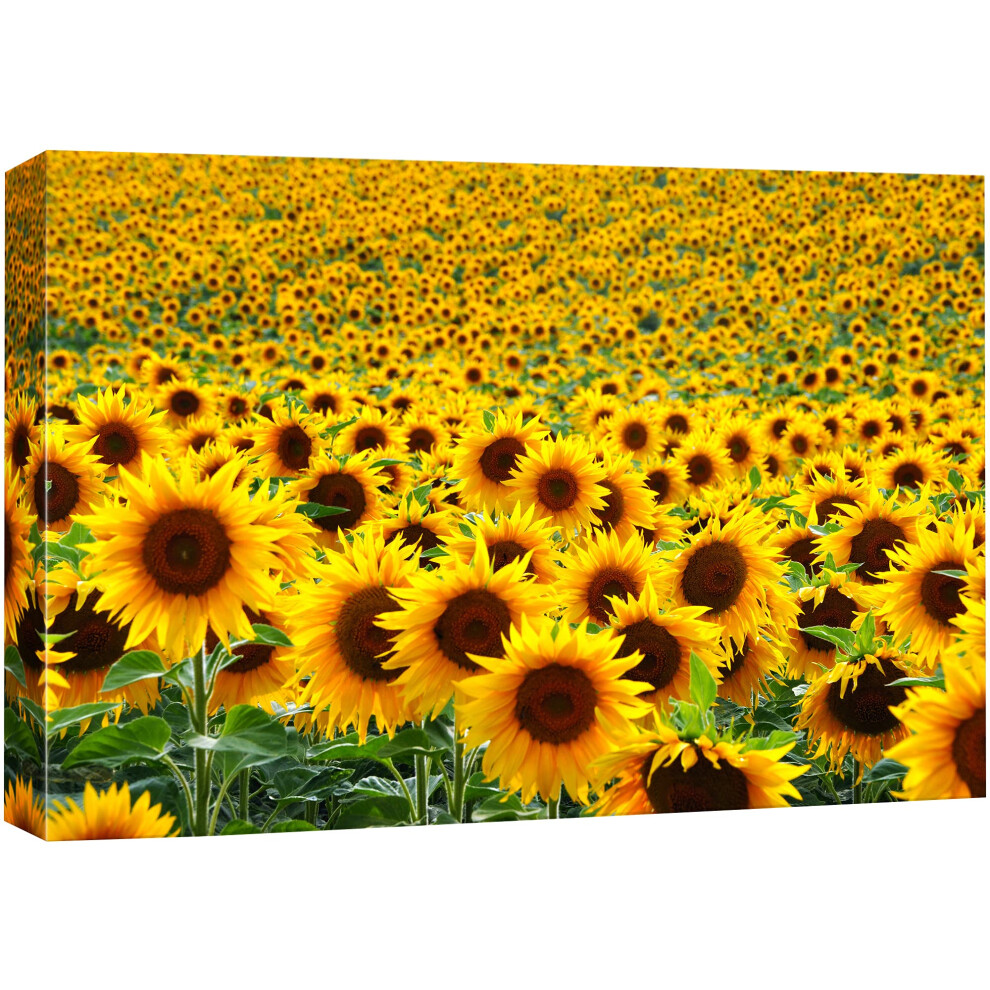 Impression sur toile SIGNFORD - Des centaines de tournesols dans un champ - Photographie - R   alisme - Paysage contemporain - Multicolore - Pour s