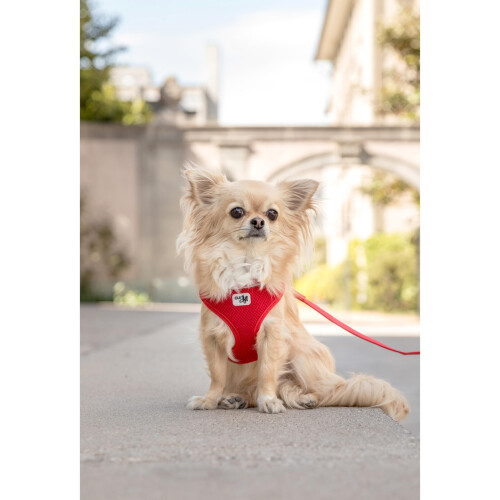 Curli Basic Harness Air-Mesh Dog Harness Pet Vest Adjustable Step-in Light Harness SkyBlue M 1