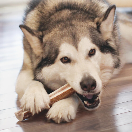 KONG KONG Wild Antler Split Md 1
