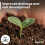 Young Plant Seedlings & Cutting Compost Out/Indoor 7