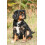 Skinners Skinner's - Ruff and Ready (15kg) 2