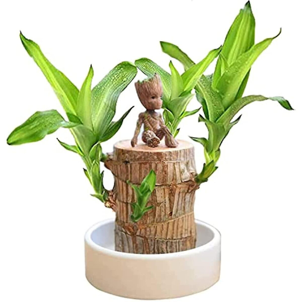 Mini Brazil Lucky Wood - Magical Sprouting Lucky Bamboo Wood Hydroponic Potted Plant Stump Small Mini Plant Indoor Office Desktop Plant (brazilian Wo