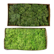 2pcs Natural Dried Reindeer Moss Immortal Moss Crafts Diy Fruit Green Green