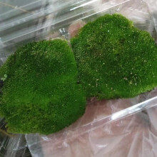 Garden Accessories Living Moss Live Cushion Reptile Terrarium Bonsai