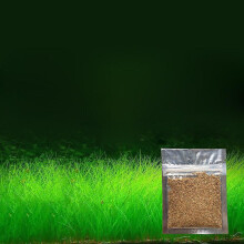 (Small Fine Leaves) New Aquarium Ornament Plant Seeds Fish Tank Landscape Decoration Water Grass Seed Easy To Grow