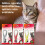 Beaphar Beaphar Soft Cat Flea Collar Repels Fleas Up To 8 Weeks Protection 7