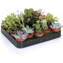 GardenersDream 20 Different Succulent Plants - Real Indoor Plants for Desks, Shelves, and Windowsills