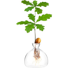 Acorn Sprouting Seed Starter Planter Vase Terrariums Pot Acorn Tree Growing Kit Deco Glass Bulb Propagation Vases Grow Acorn Trees At Home Acorn Tree