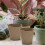 100Pcs Round Degradable Pulp Peat Flower Pot 8x8cm Plant Nursery Cup 3