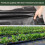 (2x25m) Membrane Garden Weed Barrier 5