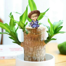 (RD, One Size) Brazilian Wood Potted Plant Decoration For Home Office Decoration4pc GAO247252