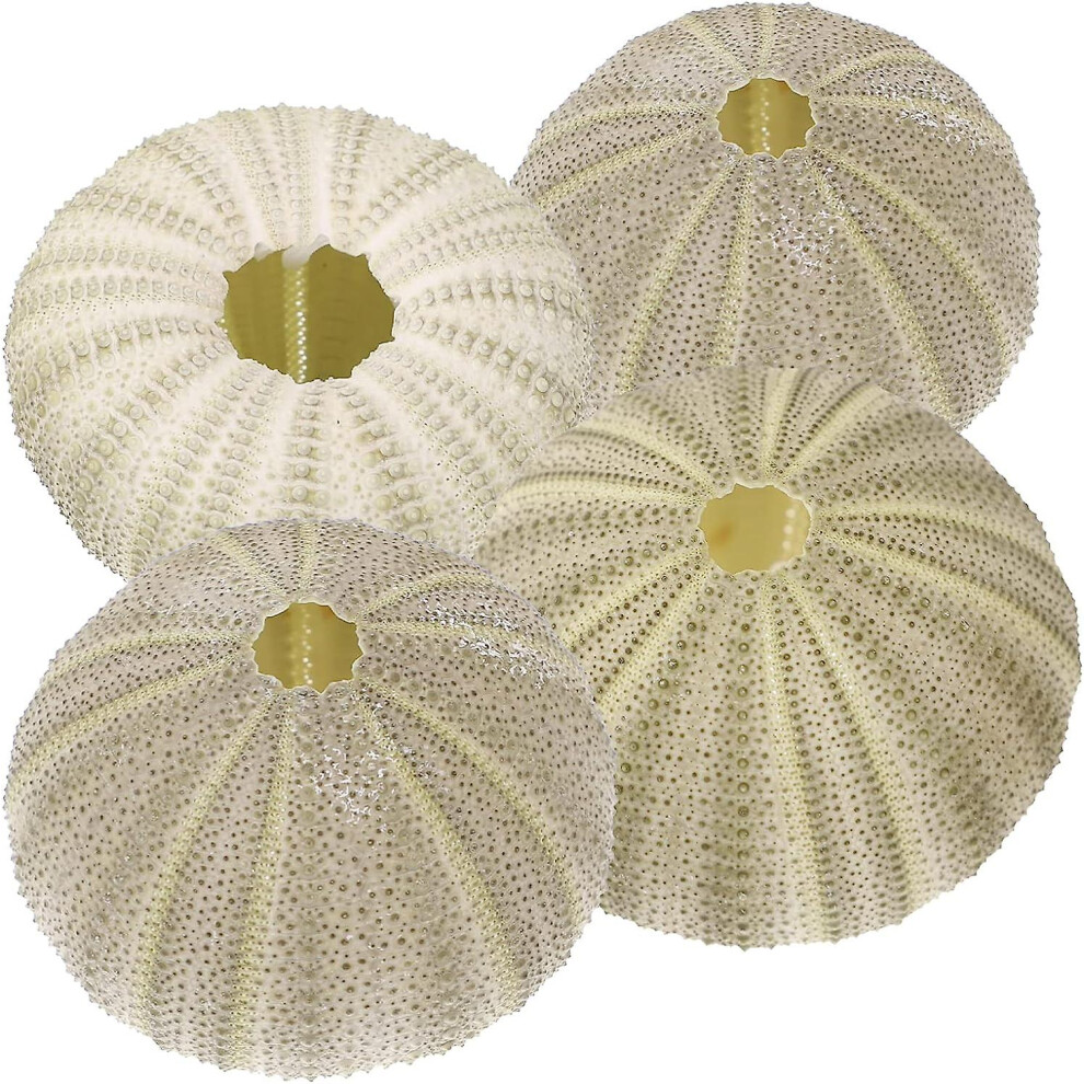 Home Decor 4 Pack Natural Sea Urchins Shells Decor, Sea Urchin Seashells Decorative For Home Decor, Beach Crafts (random Color) Home Accessories