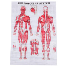 Anatomical Poster Muscular System Muscle Anatomy Chart Wall Hanging Poster