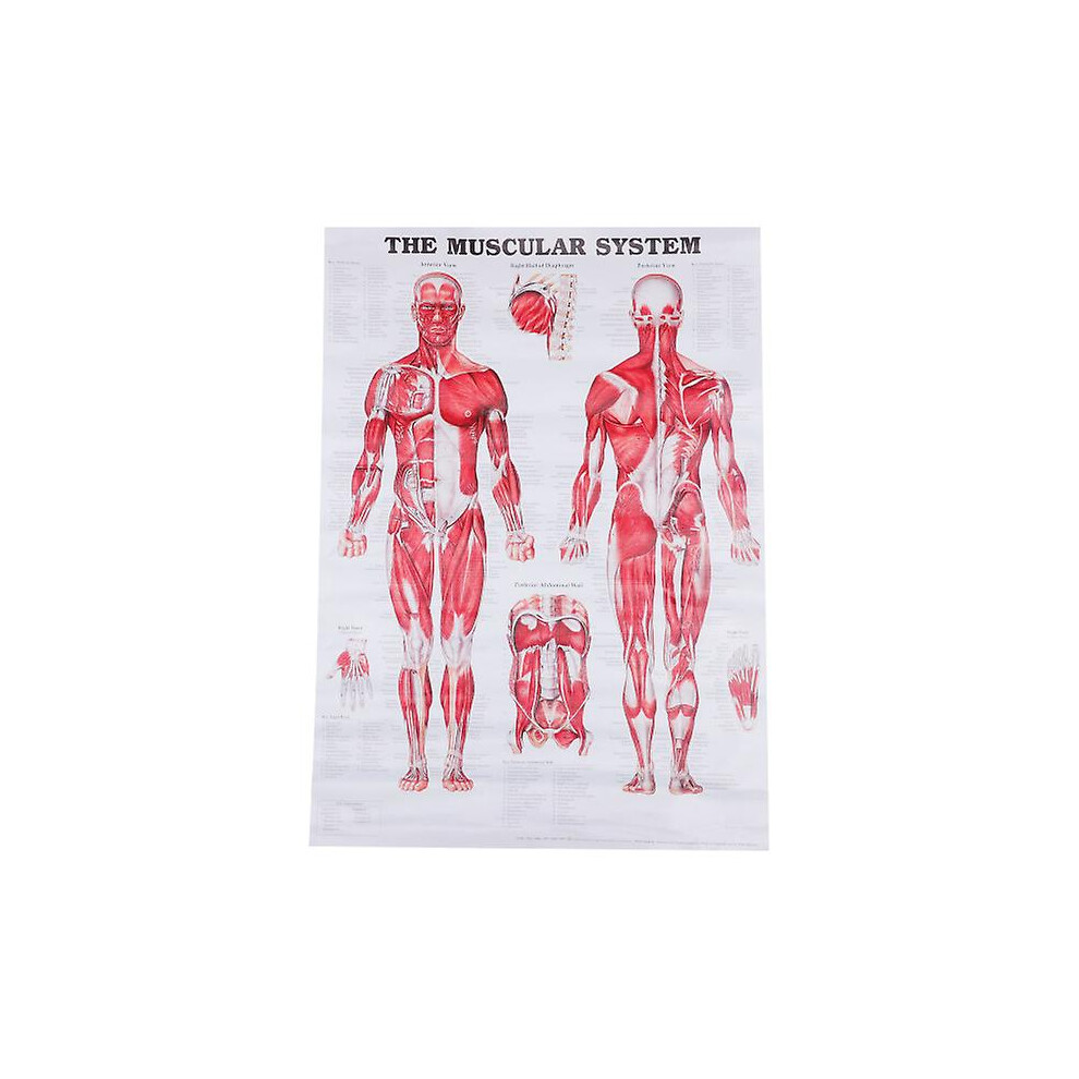 Anatomical Poster Muscular System Muscle Anatomy Chart Wall Hanging Poster