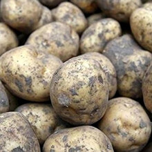 (25kgs) NAVAN Seed Potatoes. Maincrop variety, bred in Northern Ireland.