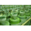 MRM Nutrition, Matcha Πορτοκαλί Τσάι Πώλντερ, 6 oz (170 g) 5