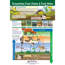 NewPath Learning Ecosystems Food Chains and Food Webs Lamineret plakat - 23 x 35