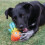 KONG KONG Shieldz Tropics Gecko Dog Toy Medium 2