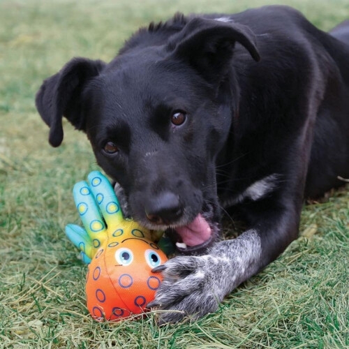 KONG KONG Shieldz Tropics Gecko Dog Toy Medium 1