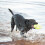 KONG KONG Air Dog Dumbbell Squeaker 3