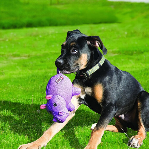 KONG Kong Phatz Pig Squeaker Dog Medium 2