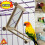 Wooden Bird Mirror Interactive Play Toy With Perch For Small Parrot Budgie 1