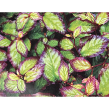 Parrotia Persica Bella Tree 6ft Tall Supplied in a 12 Litre Pot by Directplants