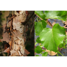 Betula Nigra Black Star Tree 6ft Tall Supplied in a 12 Litre Pot by Directplants