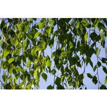 Betula Pendula Youngii Weeping Birch Tree 6ft Tall Supplied in a 12 Litre Pot by Directplants