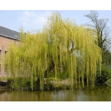 Salix Chrysocoma Weeping Willow Tree 6ft Tall Large Specimen Supplied in a 12 Litre Pot by Directplants